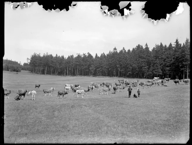 Kuhherde mit Hirte in Thüringen